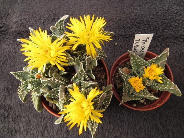 Faucaria tuberculosa